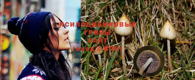 Галлюциногенные грибы Psilocybe  Ак-Довурак 